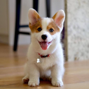 纯种柯基犬幼犬活体两色三色柯基小短腿柯基家养小型犬宠物狗活体