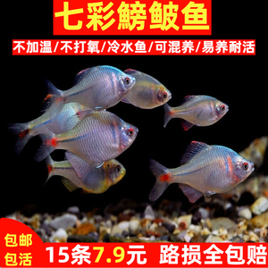 鳑鲏鱼观赏鱼冷水鱼原生鱼七彩鳑鲏鱼高体鰟鲏活体小型淡水鱼好养