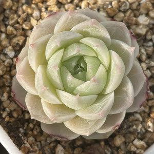 多肉植物杂交新品 一物一拍糖心冰心暗纹边线油透 防辐射绿植盆栽