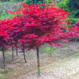 庭院植物彩色苗日本红枫红枫树苗中国红枫别墅点缀小区绿化带红叶