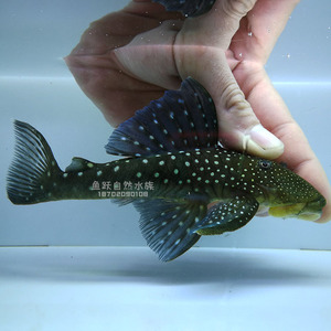 鱼跃自然水族 南美异型鱼 l128 紫钻异型 观赏鱼活体9-11cm