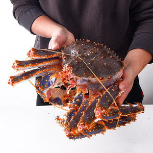 活帝王蟹1只3.5-5斤 顺丰包邮海鲜水产 大螃蟹 长脚蟹