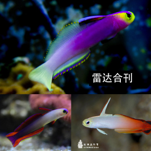 紫雷达鱼紫玉大溪地火鸟变色鸳鸯喷射机蓝灯管蓝点虾虎活体海水鱼
