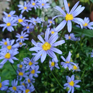 90小熊软糖加辣淘宝w planet 22ss蓝费利菊 法式浪漫泡泡袖连衣裙v