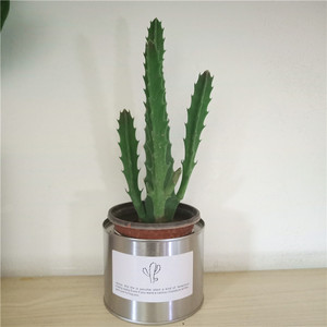 龙王阁多肉植物盆栽 龙王角 犀牛角 大花犀角