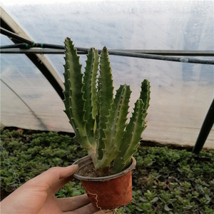 百花轩淘宝大紫花犀牛角 纹瓣紫犀角 萝摩科水牛角多肉植物心儿花开