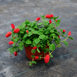 苔米花园红樱吊兰岁岁红色猫狗尾红吊兰盆栽庭院阳台垂吊耐热包邮