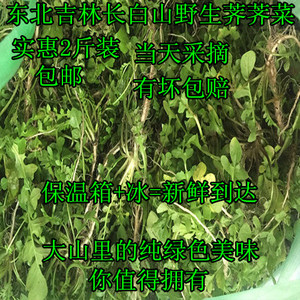 东北长白山野生山野菜新鲜野生荠荠菜东北蘸酱菜2斤装包邮