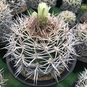 碧岩玉仙人球特选gymnocalycium ferox var. ferocior