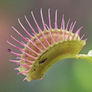 大嘴捕蝇草一盆双苗(云南基地直发)