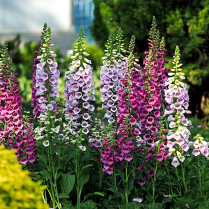 罗曼的花园毛地黄盆栽花卉花苗阳台庭院观花耐寒植物好养花镜材料