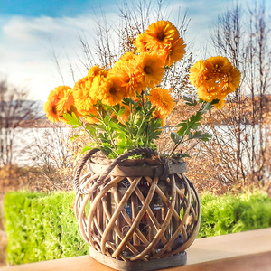 金盏菊盆栽苗四季耐寒花卉金盏花孔雀草阳台庭院观花植物景观绿化