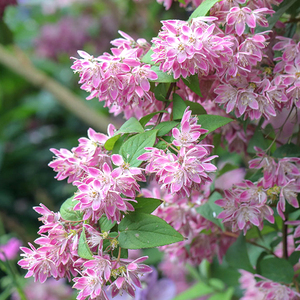 粉花溲疏盆栽夏樱花丰花灌木雪樱花耐阴耐寒室外庭院露台花卉植物