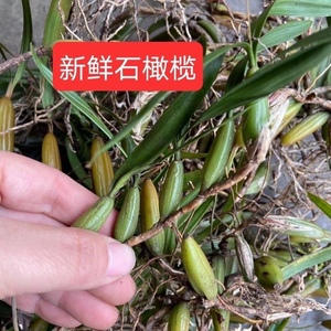 新鲜现采石橄榄野生石橄榄石橄榄煲汤石仙桃双叶优质大中果