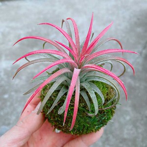 苔玉盆栽空气凤梨 红精灵丘比特 懒人无土栽培植物室内桌面摆件