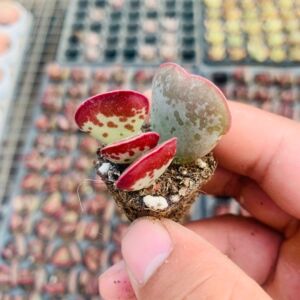 206爱心水泡多肉全店凑满9.9包邮以直播间为准满包邮48小时内发