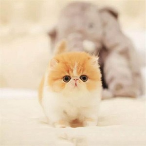 活的小宠物猫加菲猫