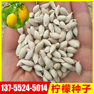 香泡种子