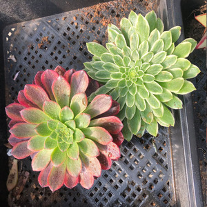 嘉年华翡翠冰法师多肉植物果冻新手组盆办公室绿植盆栽花卉