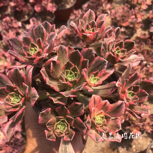 多肉植物甜茶法师捧花老桩花卉绿植盆栽创意生活新手套餐阳台