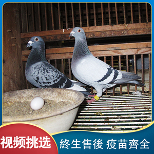 海霸王鸽子活一对活原配信鸽赛鸽台鸽詹森小鸽种鸽活物鸽子苗幼鸽