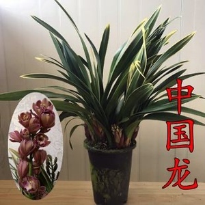 兰花 大盆中国龙带金边叶墨兰
