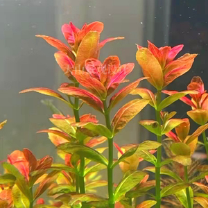 南美小圆叶红色中后景有茎水草造景鱼缸装饰自养水下叶淡水  包邮