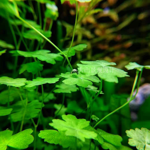 ada迷你天胡荽水下叶天湖葵阴性造景中前景鱼缸水草植物淡水 养鱼