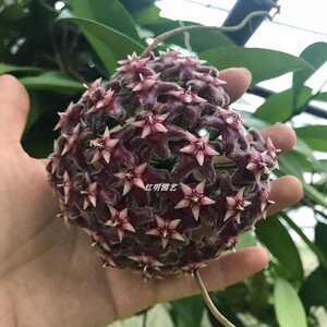 黑龙球兰大苗 hoya pubicalyx black dragon室内绿植阳台花卉植物