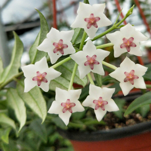 贝拉球兰内锦球兰小苗 Hoya bella variegata in