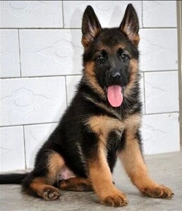 【纯种德牧幼犬】纯种德牧幼犬品牌,价格 - 阿里巴巴