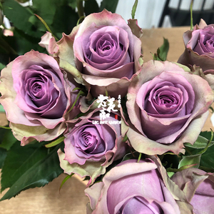 老花痴 萨曼莎婚礼 新品复古月季花苗绿植花卉玫瑰阳台庭院盆栽