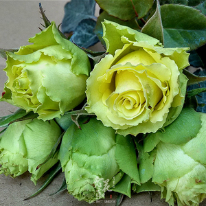 蓝伊泠lmc淘宝【雄马花园】凌波仙子 浓香耐热抗病月季 一加仑 实生