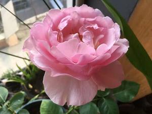 老花痴 伊芙雪吻/雪伯爵 浓香月季花苗绿植花卉玫瑰阳台庭院盆栽