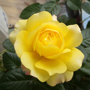 90tb8220314444淘宝金星王阳台月季花卉花苗植物阳台庭院花园勤花大