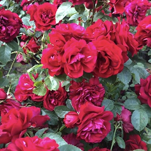 【流星王月季花苗】流星王月季花苗品牌,价格 - 阿里巴巴