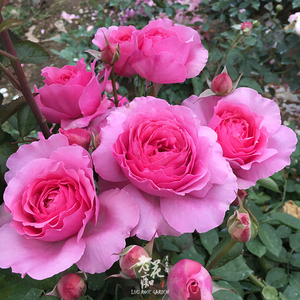 老花痴 伊芙旋转香水 今井清月季花苗绿植花卉玫瑰阳台庭院盆栽