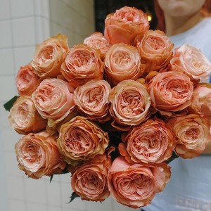 老花痴 卡哈拉 超新品切花月季花苗绿植花卉玫瑰阳台庭院盆栽地栽