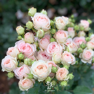 老花痴 陶瓷蕾丝 多头切包月季花苗绿植花卉玫瑰阳台庭院盆栽地栽