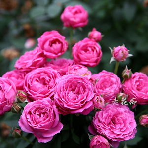 老花痴 紫雾泡泡 切花多头耐热月季花苗绿植花卉玫瑰阳台庭院地栽