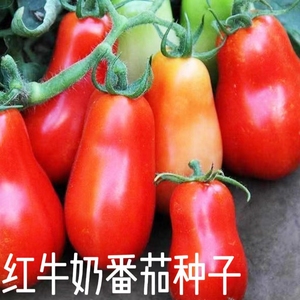 红牛奶番茄种子无限生长中果型西红柿子种子花生梨形番茄种子