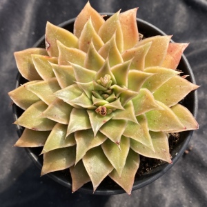 皮皮虾 大单头 一物一拍cc20 港湾多肉园地