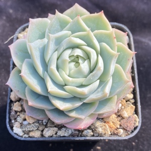 加勒比海蓝多肉