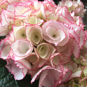 拉贝拉进口重瓣绣球花苗粉色花边春夏新品盆栽花园阳台办公桌花卉