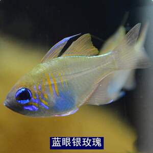 海水鱼观赏鱼海鱼梦幻玫瑰巴黎天使巴厘天使红眼玫瑰蓝眼银玫瑰鱼