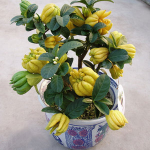 佛手树盆