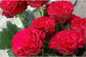 浩田花苑带花庭院四季阳台藤本丰花 玫瑰国度天使 攀爬月季 耐寒