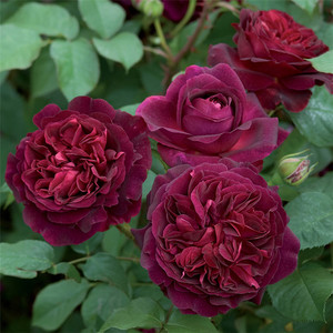 紫黑色浓香月季曼斯特黑伍德庭院芳香花园阳台玫瑰室内外花卉绿植