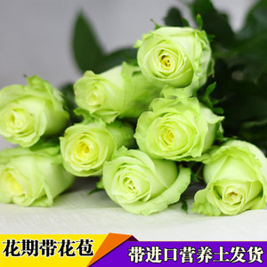 【绿茵玫瑰花苗】绿色系切花月季苗灌木阳台庭院花卉盆栽观花植物