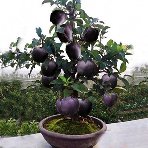 苹果树盆栽果苗特大矮化各种水果苗阳台南方种植当年结果四季